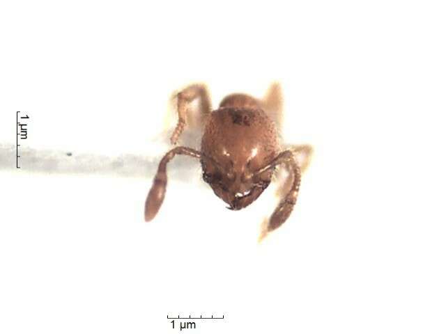 Image of Solenopsis