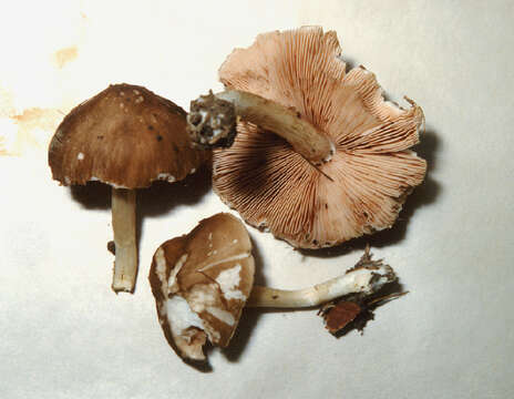 Image of Pluteus petasatus (Fr.) Gillet 1876