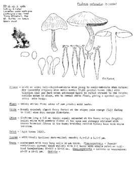 Image of Pluteus petasatus (Fr.) Gillet 1876