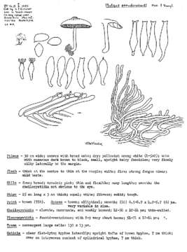 Image of Pluteus pseudorobertii M. M. Moser & Stangl 1963