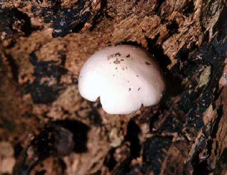 Image of Pluteus pellitus (Pers.) P. Kumm. 1871