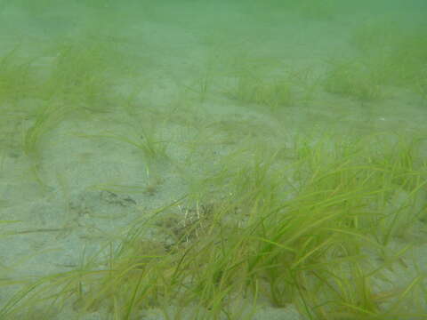 Image of Eelgrass