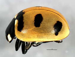 صورة Coccinella transversoguttata Faldermann 1835