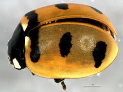 صورة Coccinella transversoguttata Faldermann 1835