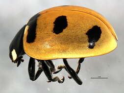 صورة Coccinella transversoguttata Faldermann 1835