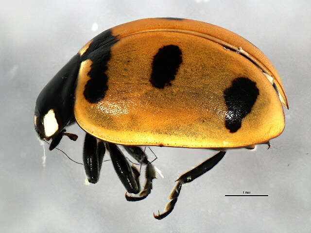 صورة Coccinella transversoguttata Faldermann 1835