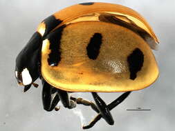 صورة Coccinella transversoguttata Faldermann 1835