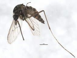 Image of Aedes impiger (Walker 1848)