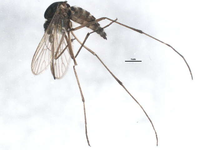 Image of Aedes impiger (Walker 1848)