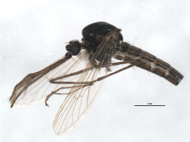 Image of Aedes impiger (Walker 1848)