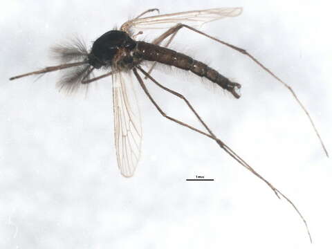 Image of Aedes impiger (Walker 1848)