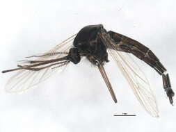 Image of Aedes impiger (Walker 1848)