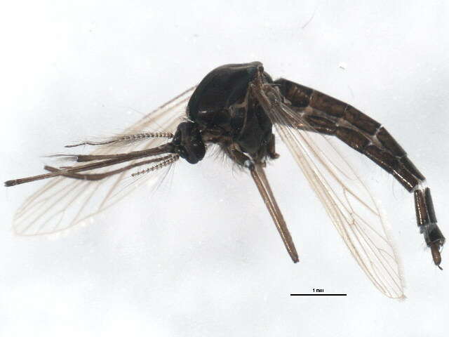 Image of Aedes impiger (Walker 1848)