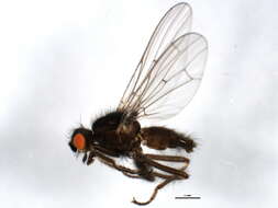 Scathophaga nigripalpis (Becker 1907) resmi