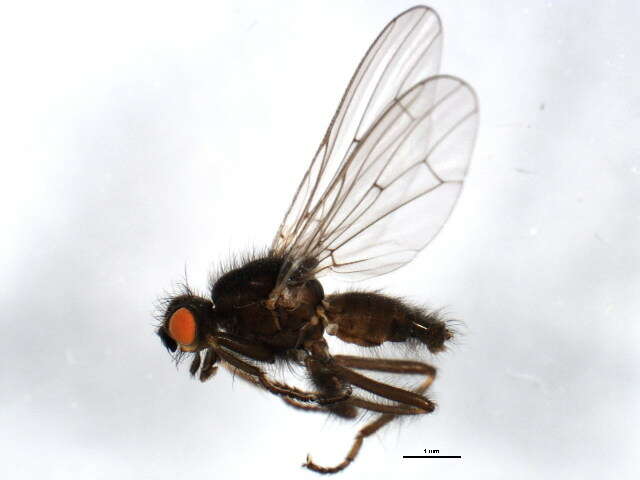 Scathophaga nigripalpis (Becker 1907) resmi