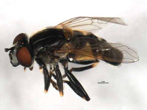 Image of Black-margined Marsh Fly
