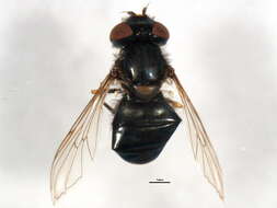 Image of Parasyrphus tarsatus (Zetterstedt 1838)