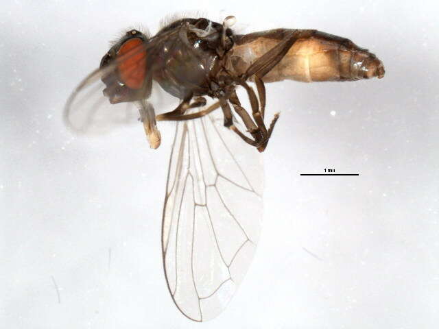 Image of Platycheirus carinatus