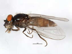 Image of Platycheirus carinatus