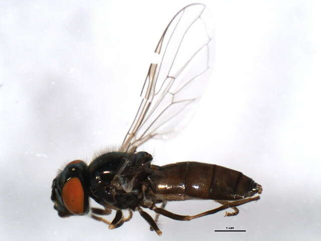 Image of Platycheirus carinatus