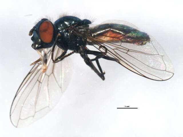 Image of Platycheirus carinatus