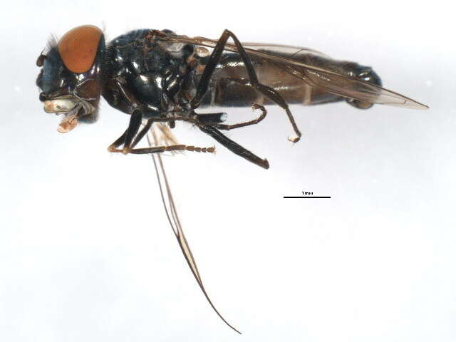 Image of Platycheirus carinatus