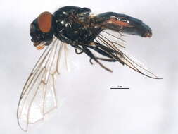 Image of Platycheirus carinatus