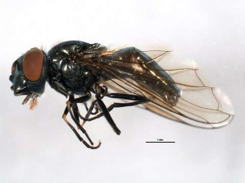 Image of Platycheirus carinatus