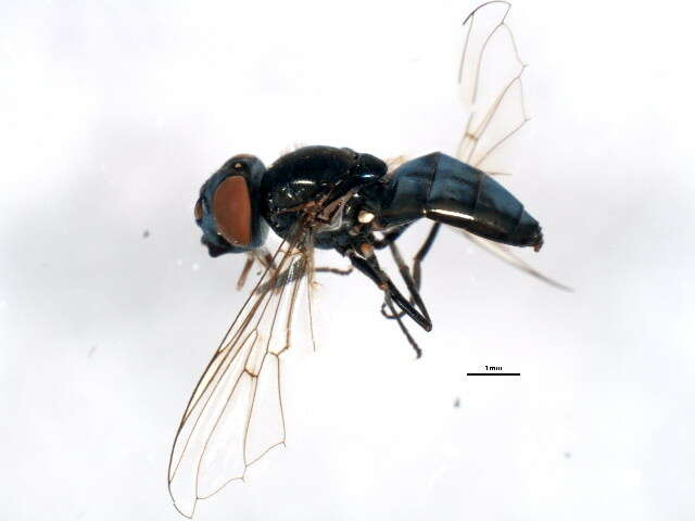 Image of Platycheirus carinatus