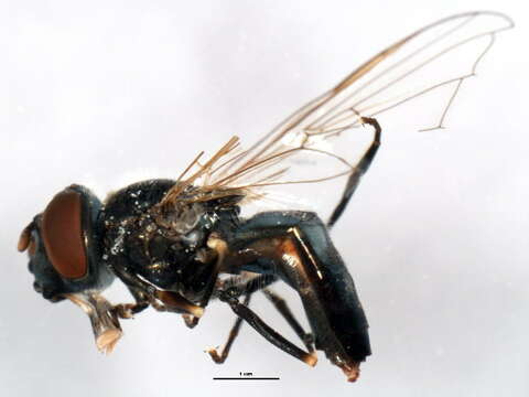 Image of Platycheirus lundbecki (Collin 1931)