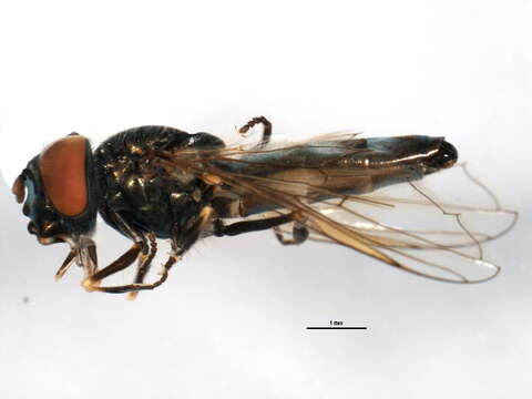 Image of Platycheirus lundbecki (Collin 1931)