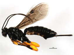 Image of Pimpla sodalis Ruthe 1859