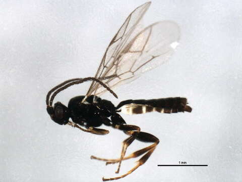 Image of Stenomacrus micropennis Jussila 2006