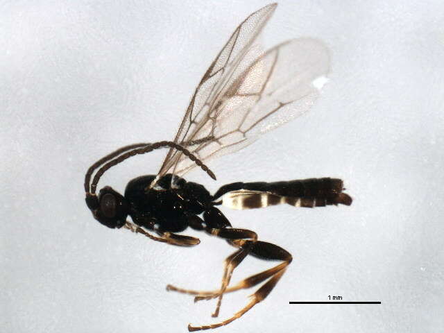 Imagem de Stenomacrus micropennis Jussila 2006