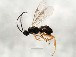 Image of Protapanteles fulvipes (Haliday 1834)