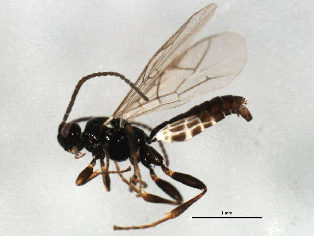 Imagem de Stenomacrus micropennis Jussila 2006