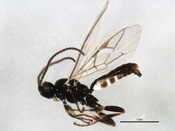 Image of Stenomacrus micropennis Jussila 2006