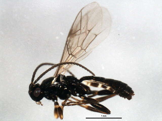 Imagem de Stenomacrus micropennis Jussila 2006