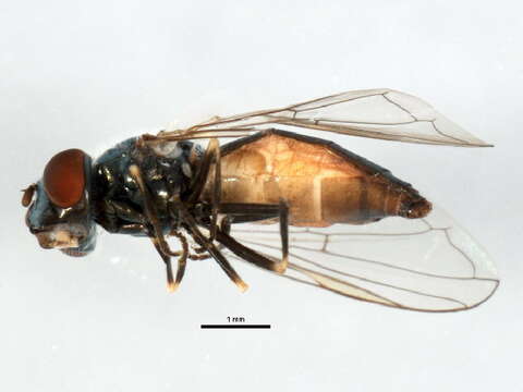 Image of Platycheirus lundbecki (Collin 1931)