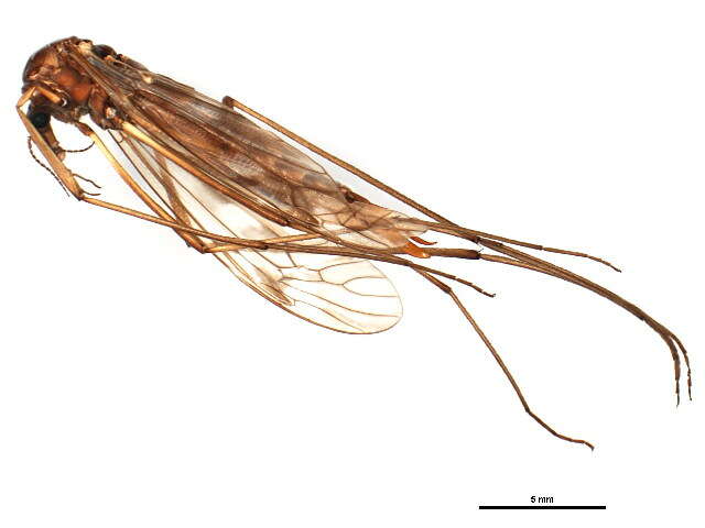 Tipula (Vestiplex) arctica Curtis 1835的圖片