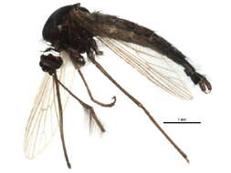 Image of Aedes impiger (Walker 1848)