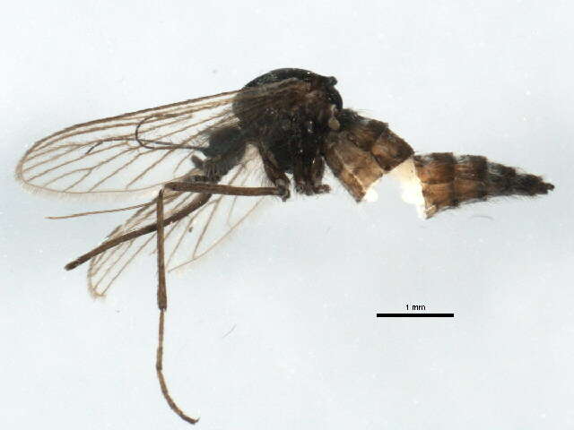 Image of Aedes impiger (Walker 1848)