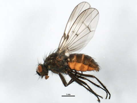 Image of Fucellia pictipennis Becker 1907