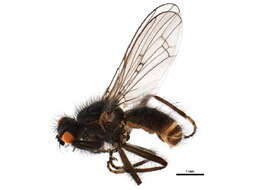 Scathophaga nigripalpis (Becker 1907) resmi