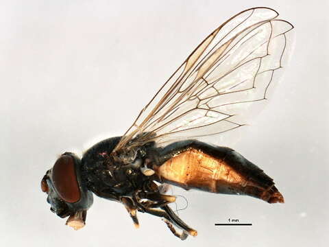 Image of Platycheirus lundbecki (Collin 1931)