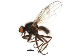 Scathophaga nigripalpis (Becker 1907) resmi