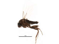 Image of Megaselia cirriventris Schmitz 1929