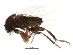 Image of Megaselia cirriventris Schmitz 1929