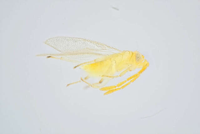 Image of Aphelininae