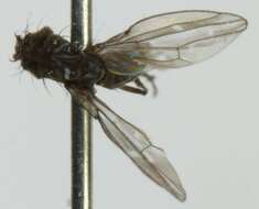 Image of Shore fly